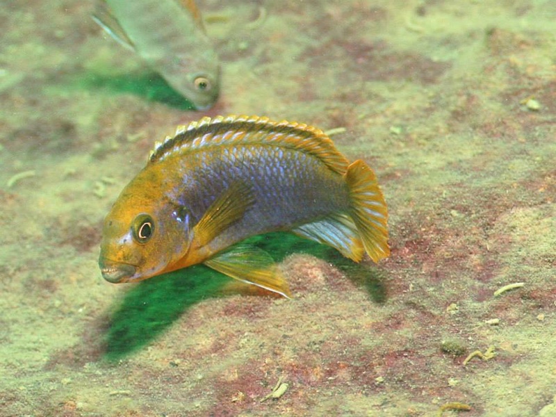 Iodotropheus sprengerae 'Makokola Reef'